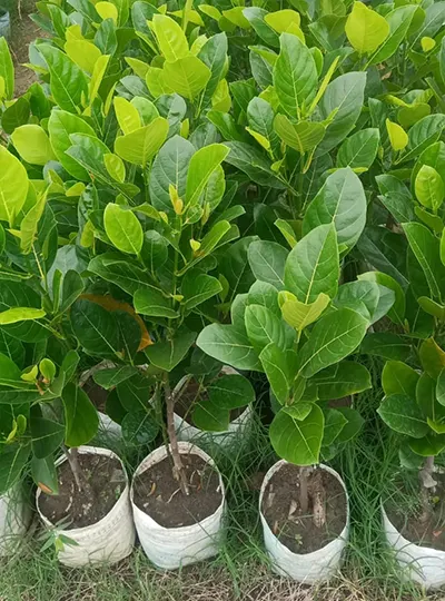 Contact Shabnam Nursery – Supplier of Vietnam Super Early Jackfruit Plants, Kathal Saplings, and Nursery Services Across India