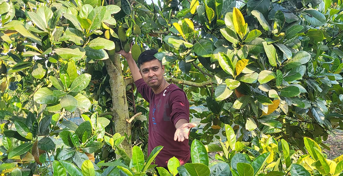 Vietnam Super Early Jackfruit Plant – High Yield Kathal all over India