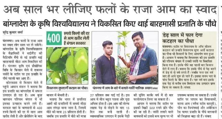 Innovation recognition for Vietnam Super Early Jackfruit plants – Shabnam Nursery India