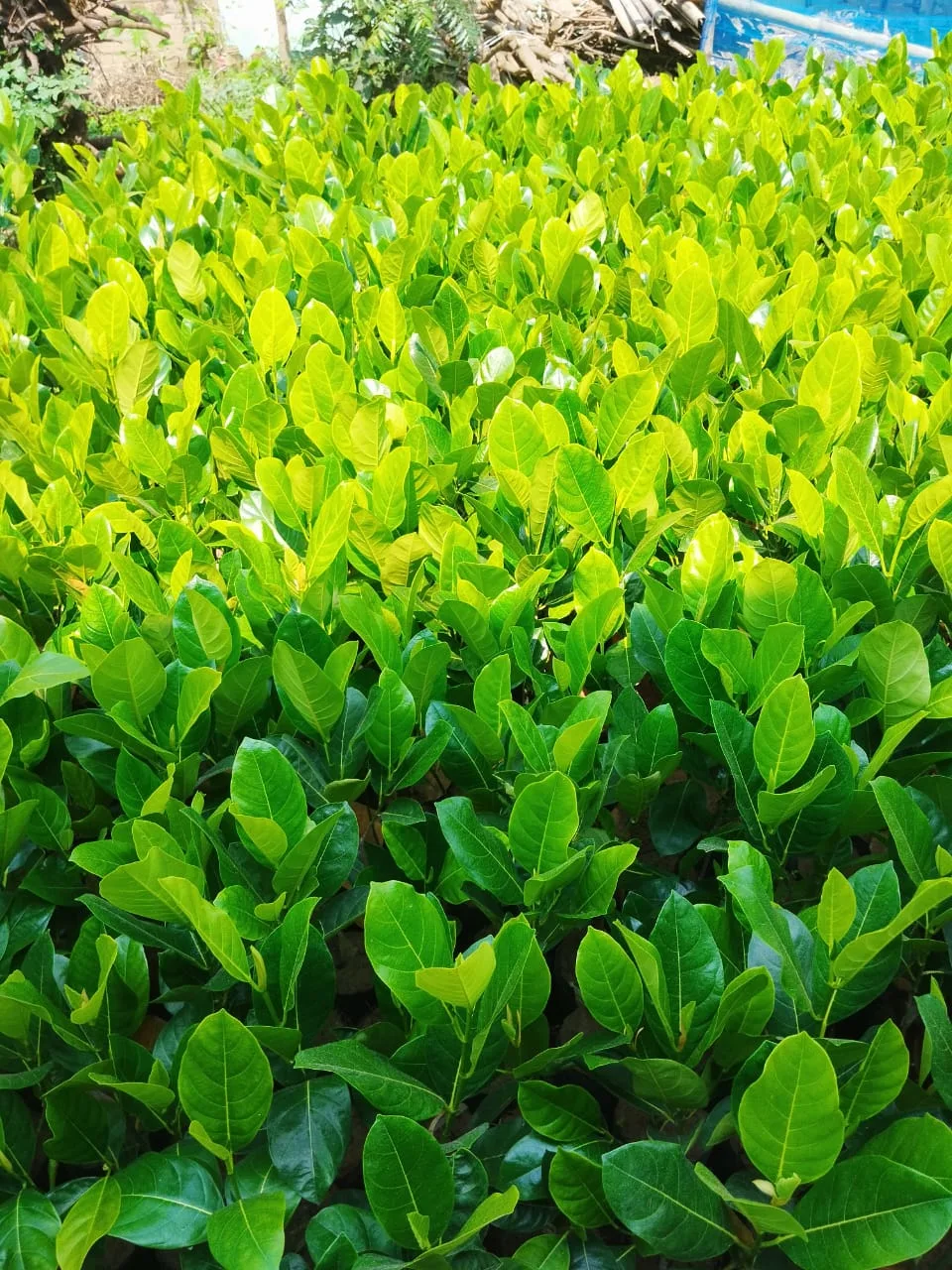 Vietnam Super Early Jackfruit Plants from 4-year-old mother trees – High Yield Kathal India