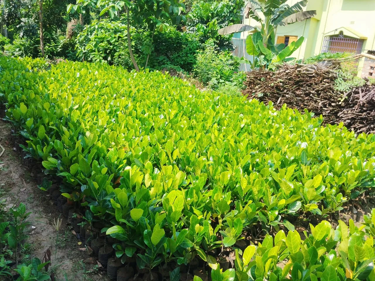 Healthy Vietnam Super Early Jackfruit Plants for commercial farming – India