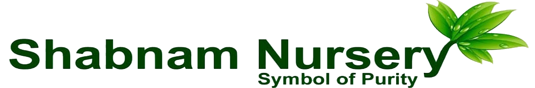 Shabnam Nursery - Vietnam Super Early Jackfruit Plants 