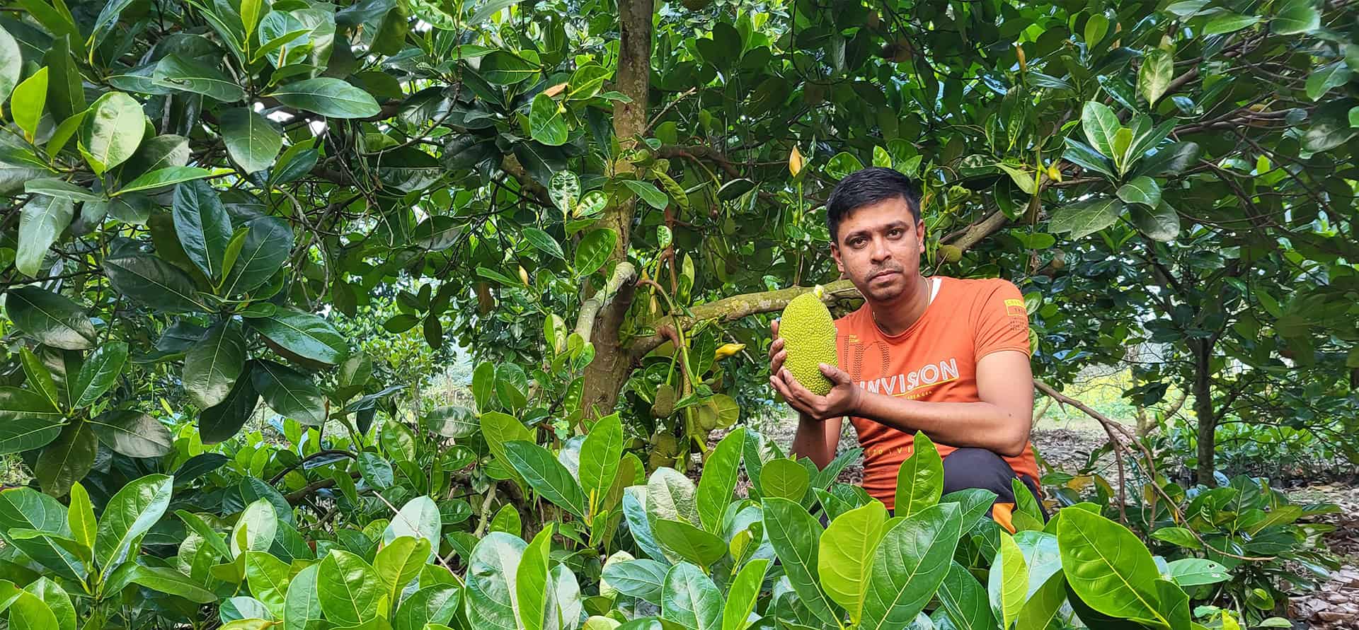 Organic Vietnam Jackfruit Kathal Plants for Sale - Shabnam Nursery