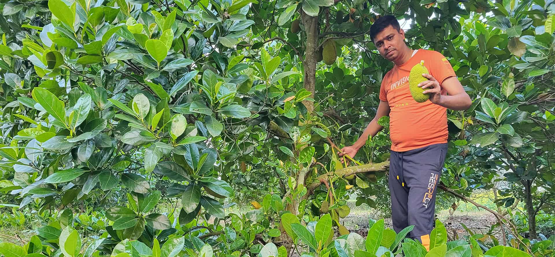 Trusted Vietnam Super Early Jackfruit Plant Supplier in India - Shabnam Nursery