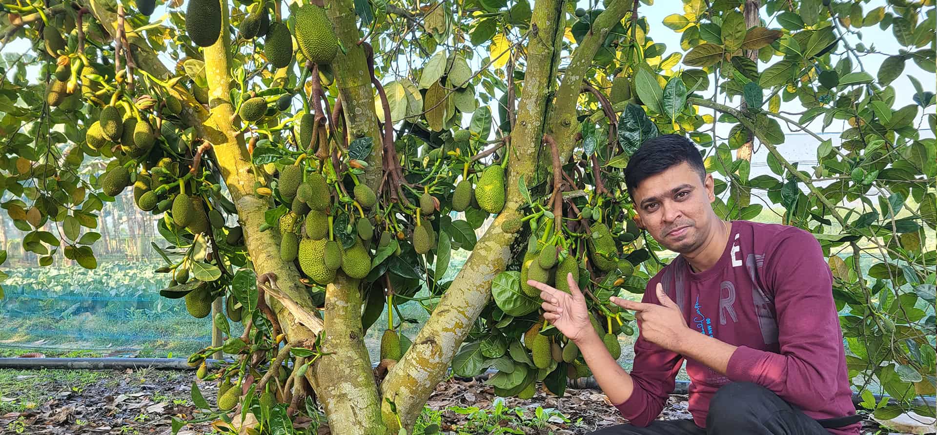 Vietnam Super Early Jackfruit Plants - High Yield Kathal India - Shabnam Nursery